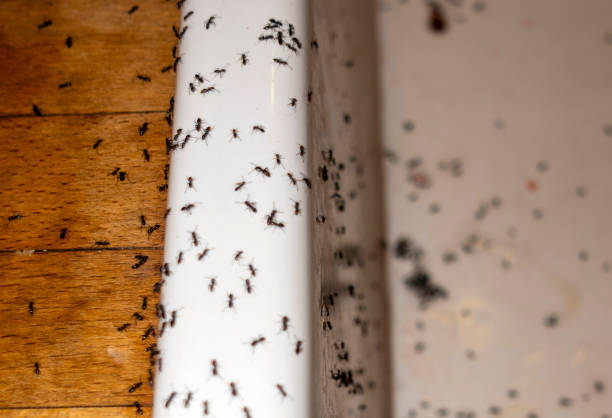 Best Flea Control Services  in Federalsburg, MD